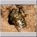Mellinus arvensis - Kotwespe w43c beim Nesteintrag - Fliege wird rueckwaerts ins Nest gezogen.jpg